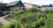 Сыпьте весной под каждую грядку и куст. Вместо дорогих удобрений: 1 ложка этого порошка кормит растения весь сезон