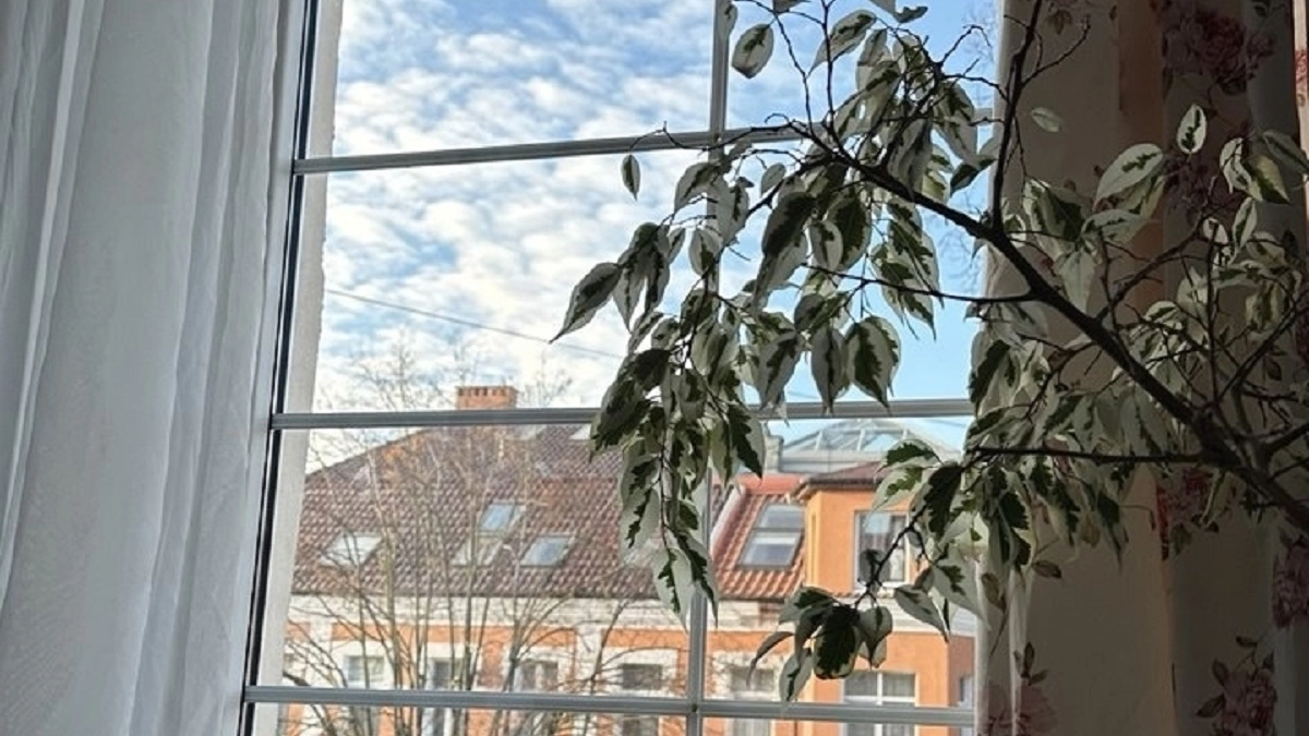 Как почистить окна без разводов: пошаговая инструкция – и 5 средств, которые испортят пластик