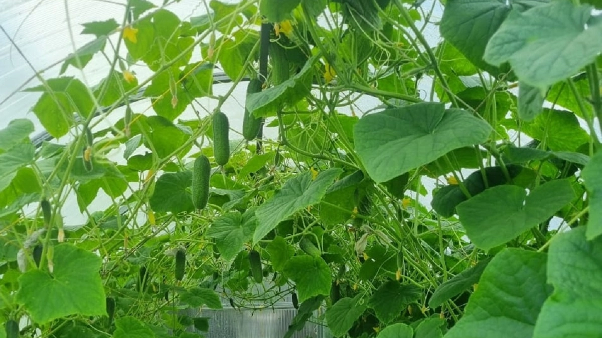 Дачники, бросаем хлеб в воду на ночь: утром кормим огурцы - плодами радуют до самых морозов 