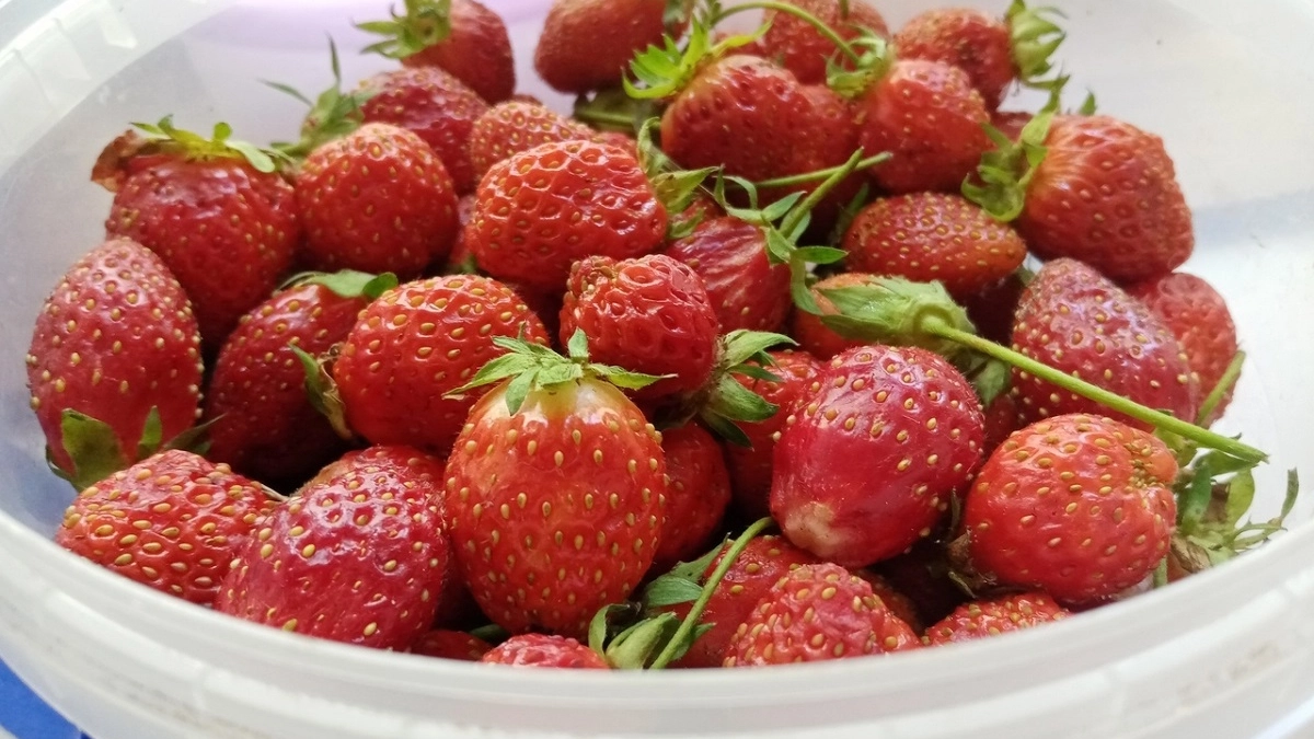 Клубника в апреле: 4 шага к крупной ягоде в июне — уборка, полив, подкормка по очереди 