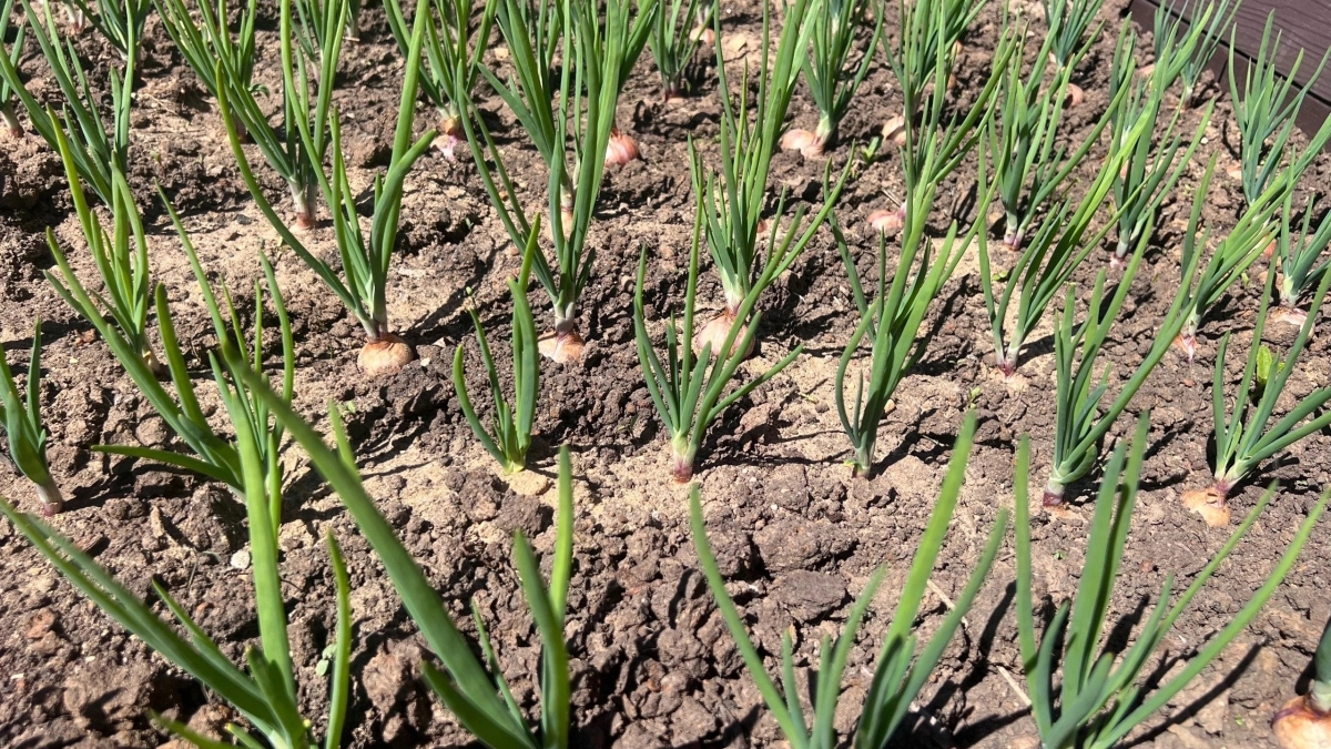 2 столовые ложки на 1 кв.метр - чеснок будет с кулак, перья ярко-зеленые: проверенная схема подкормки